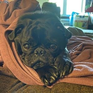 Meet your Posher, Monica